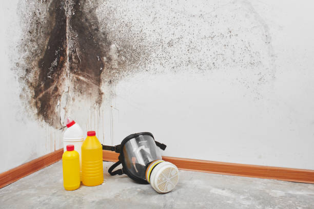 Best Preventive Mold Services in Watsessing, NJ