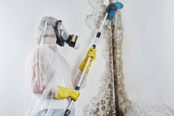 Best Residential Mold Remediation in Watsessing, NJ