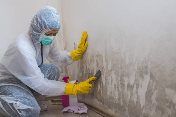 Best Insurance-Related Mold Remediation in Watsessing, NJ