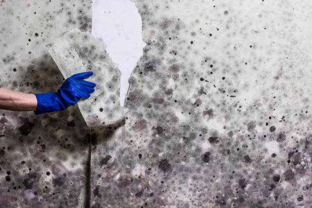 Best Industrial Mold Remediation in Watsessing, NJ